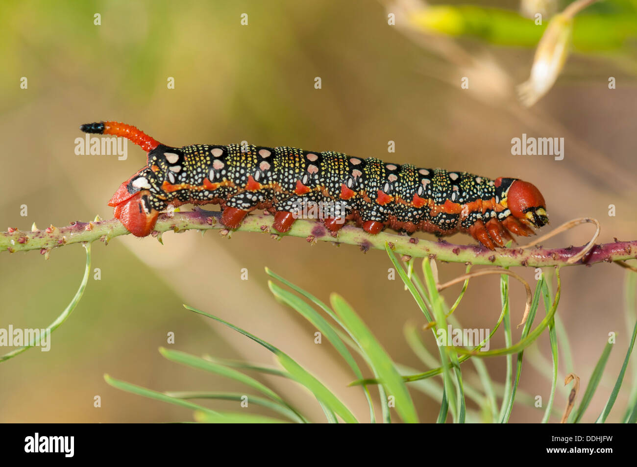 Caterpillars Food Plants Hi res Stock Photography And Images Alamy