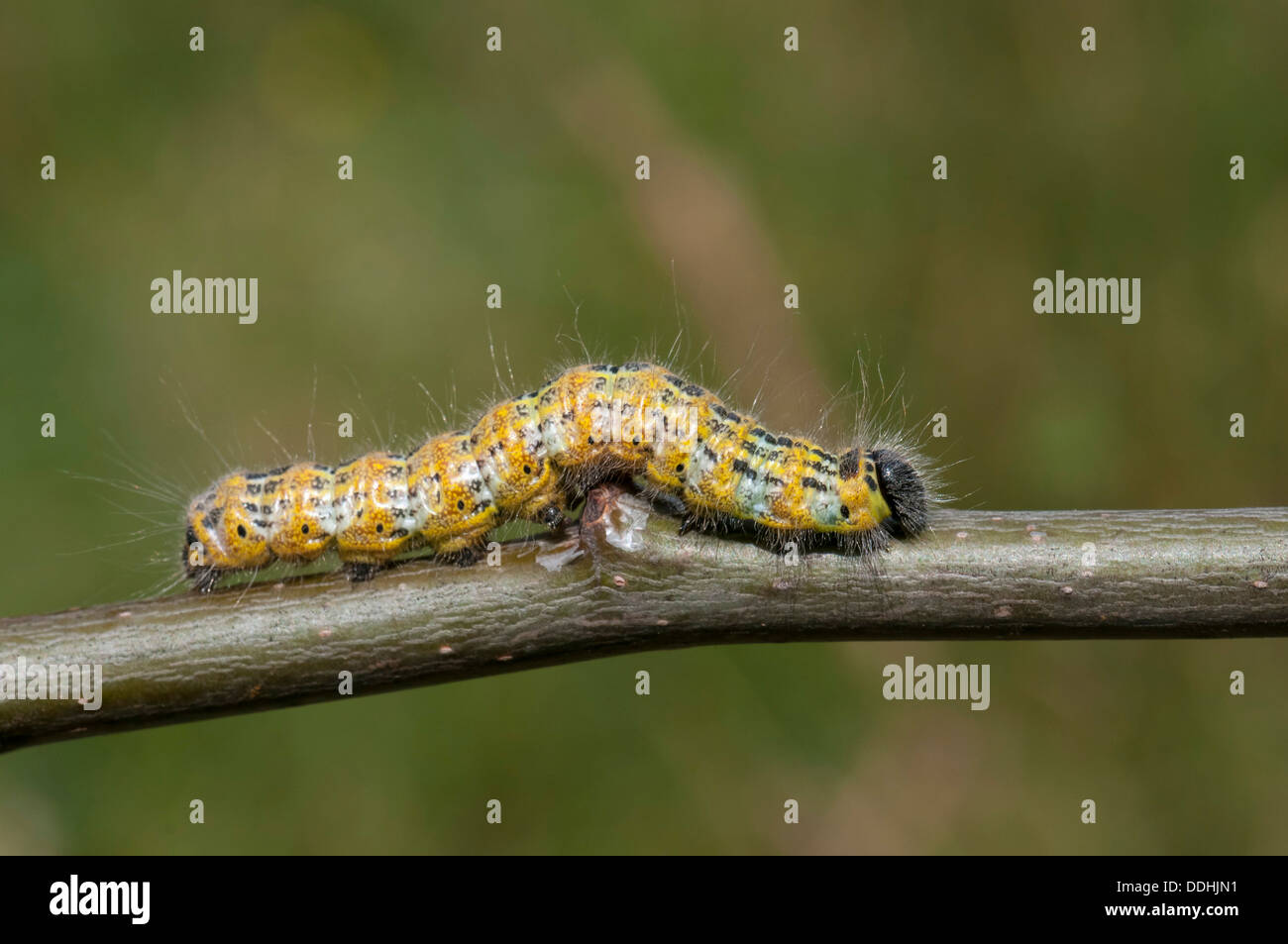 Buff-tip (phalera bucephala), caterpillar Stock Photo