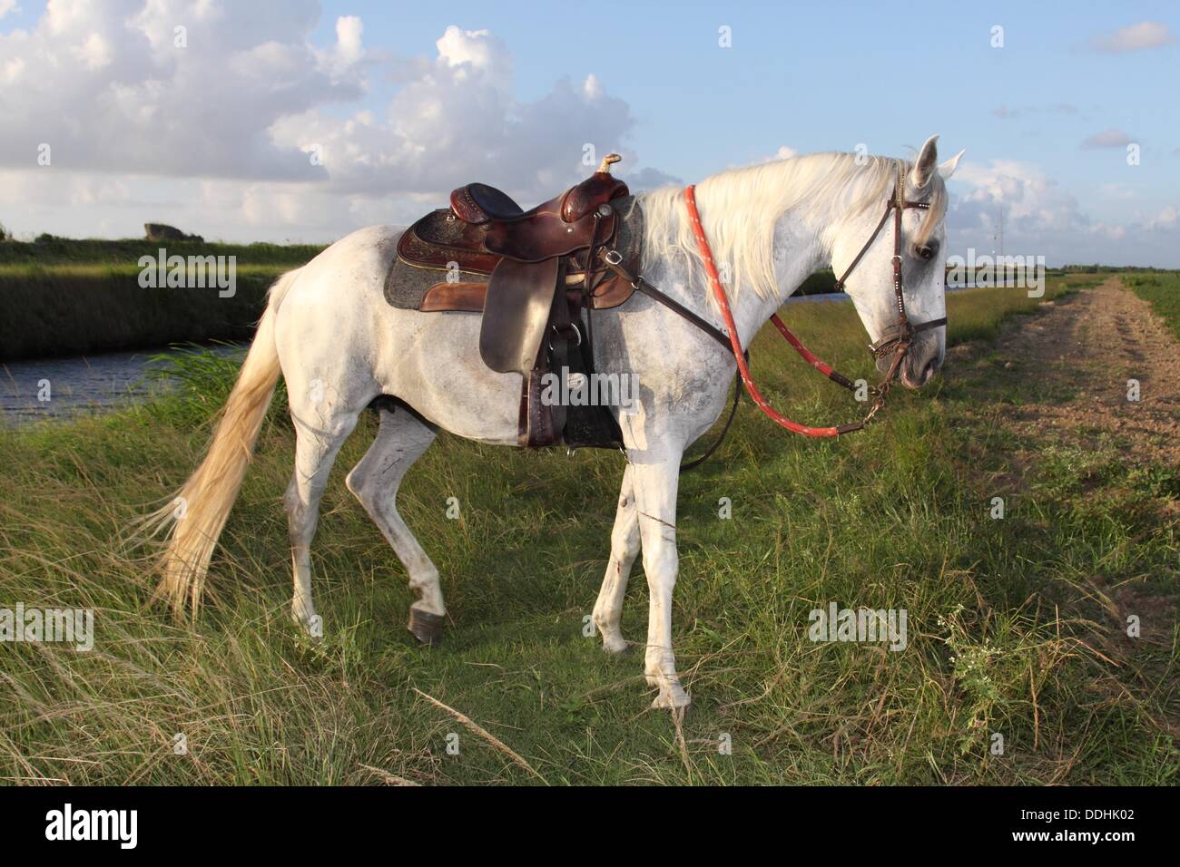 Horse, Miami, Florida, USA Stock Photo Alamy