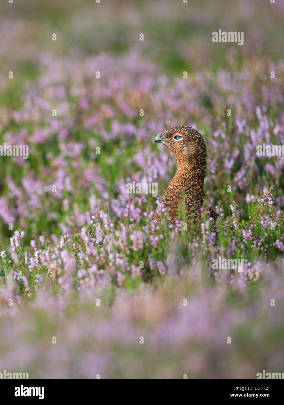 A red grouse (Lagopus lagopus) pokes its head above the purple heather in The Peak District Derbyshire Stock Photo