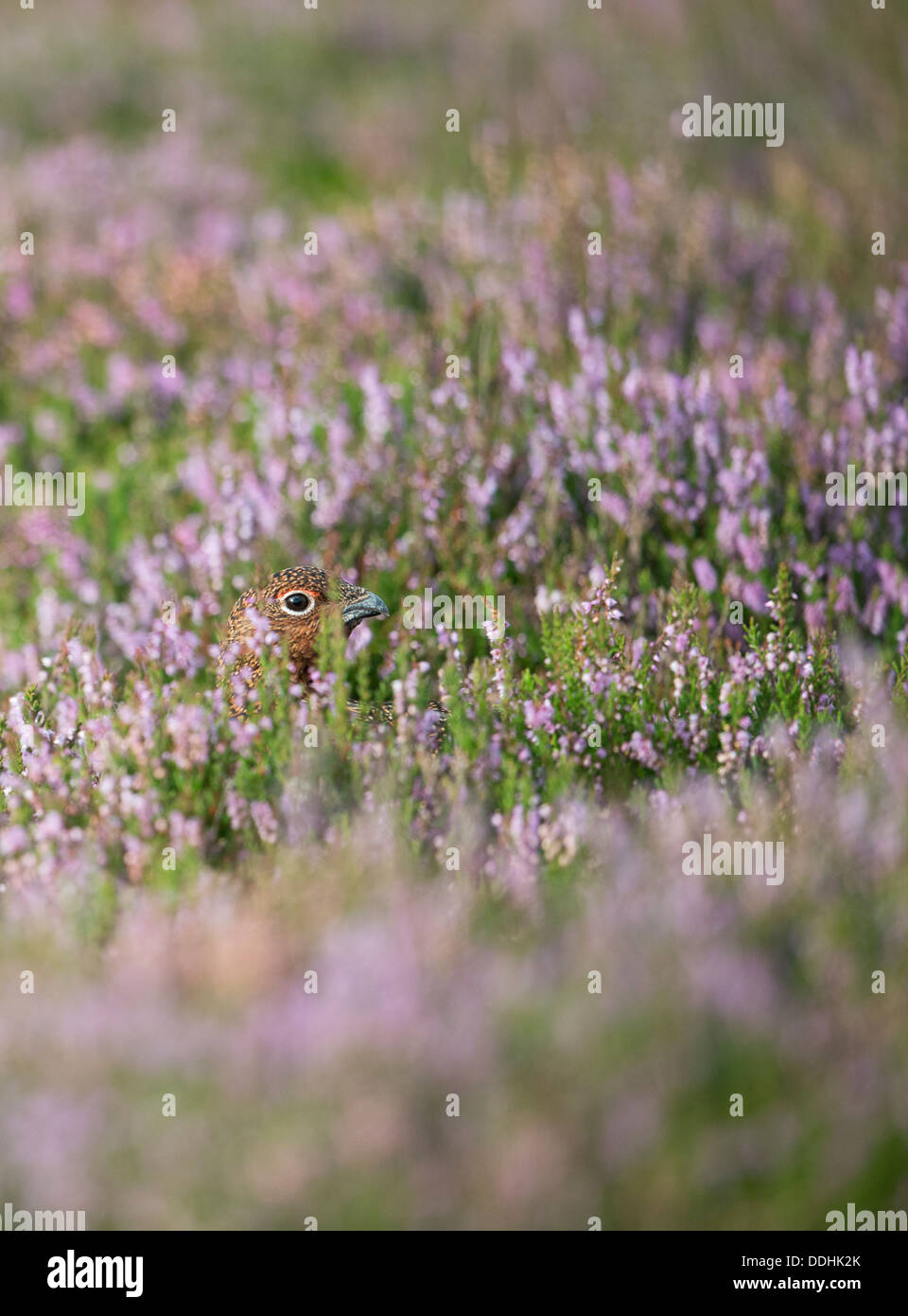A red grouse (Lagopus lagopus) pokes its head above the purple heather in The Peak District Derbyshire Stock Photo