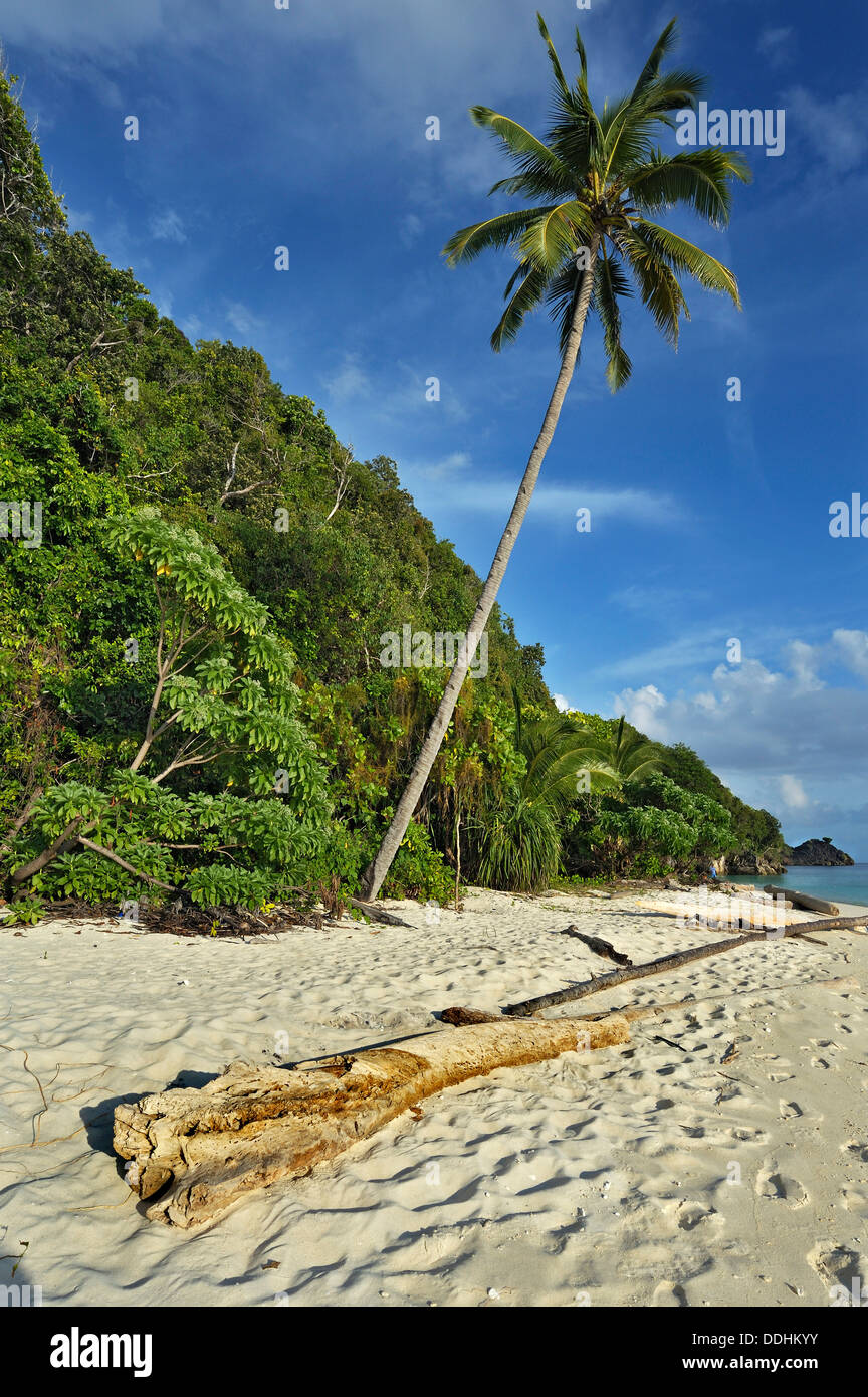 Beach with a Coconut Palm (Cocos nucifera) Stock Photo