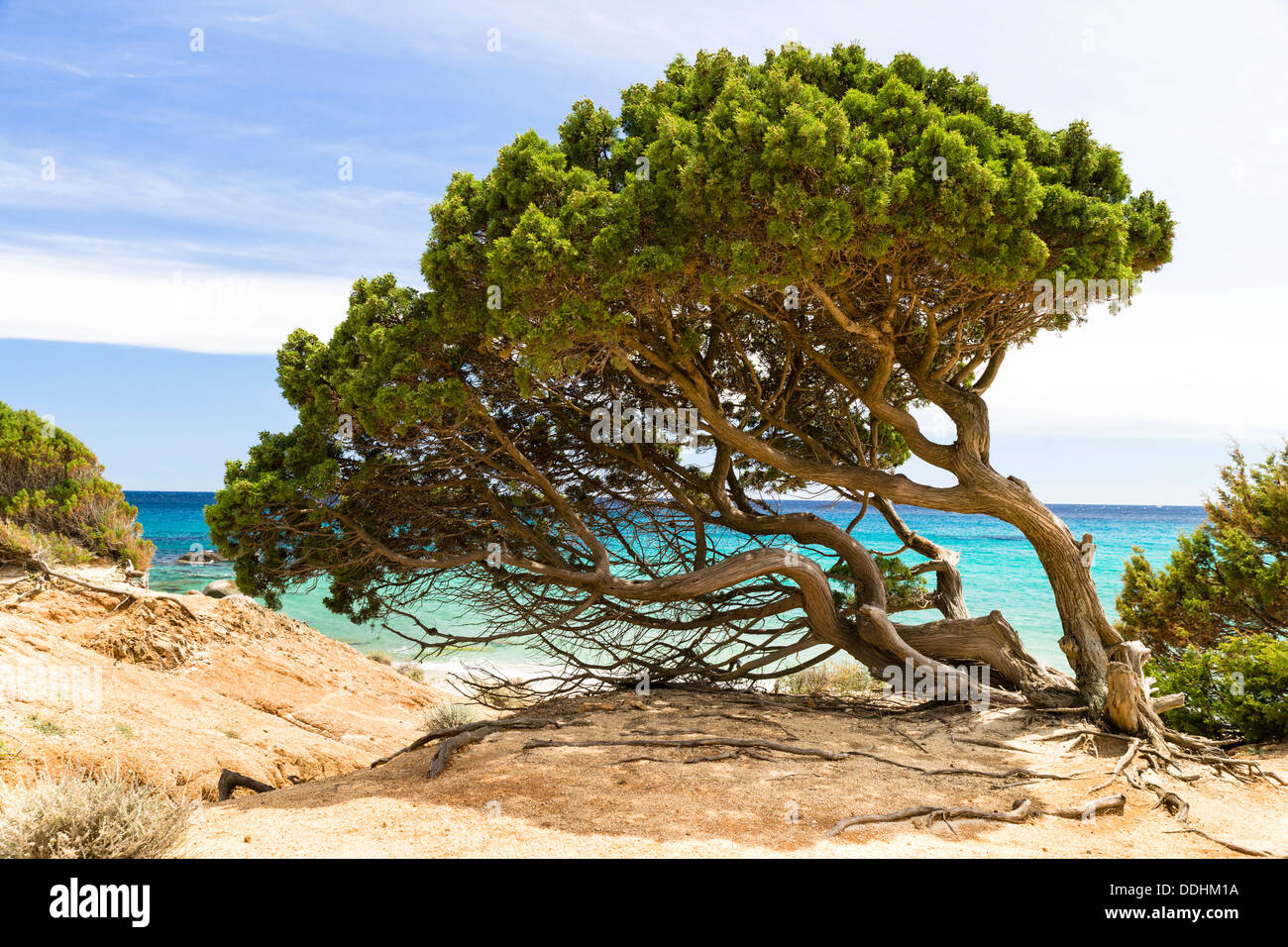 Phoenicean Juniper or Arâr (Juniperus phoenicea), Porto Sa Ruxi, Villasimius, Sardinia, Italy Stock Photo