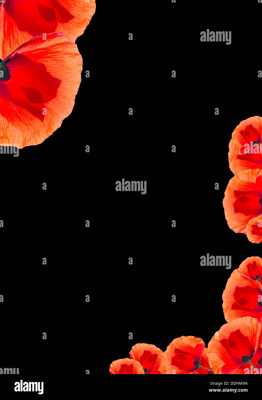 Red poppy floral background isolated on black Stock Photo - Alamy