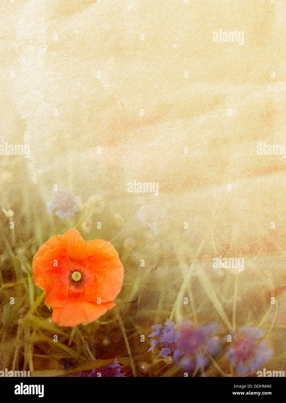 Flower background of poppy, cornflower and paper texture Stock Photo