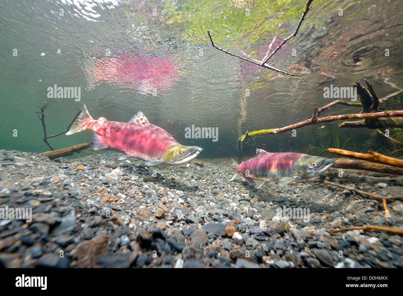 Sockeye Salmon, Redeye Salmon or Blueback Salmon (Oncorhynchus nerka), fish at spawning grounds Stock Photo