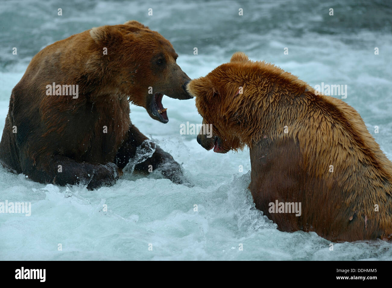 Grizzly Bears (Ursus arctos horribilis) fighting at Brooks Falls Stock