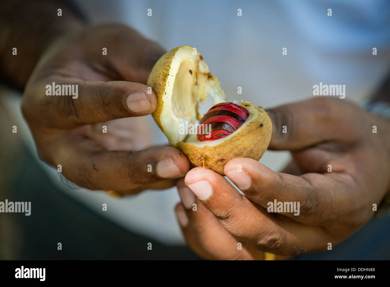 Hands holding a nutmeg with mace (Myristica fragrans) in its shell