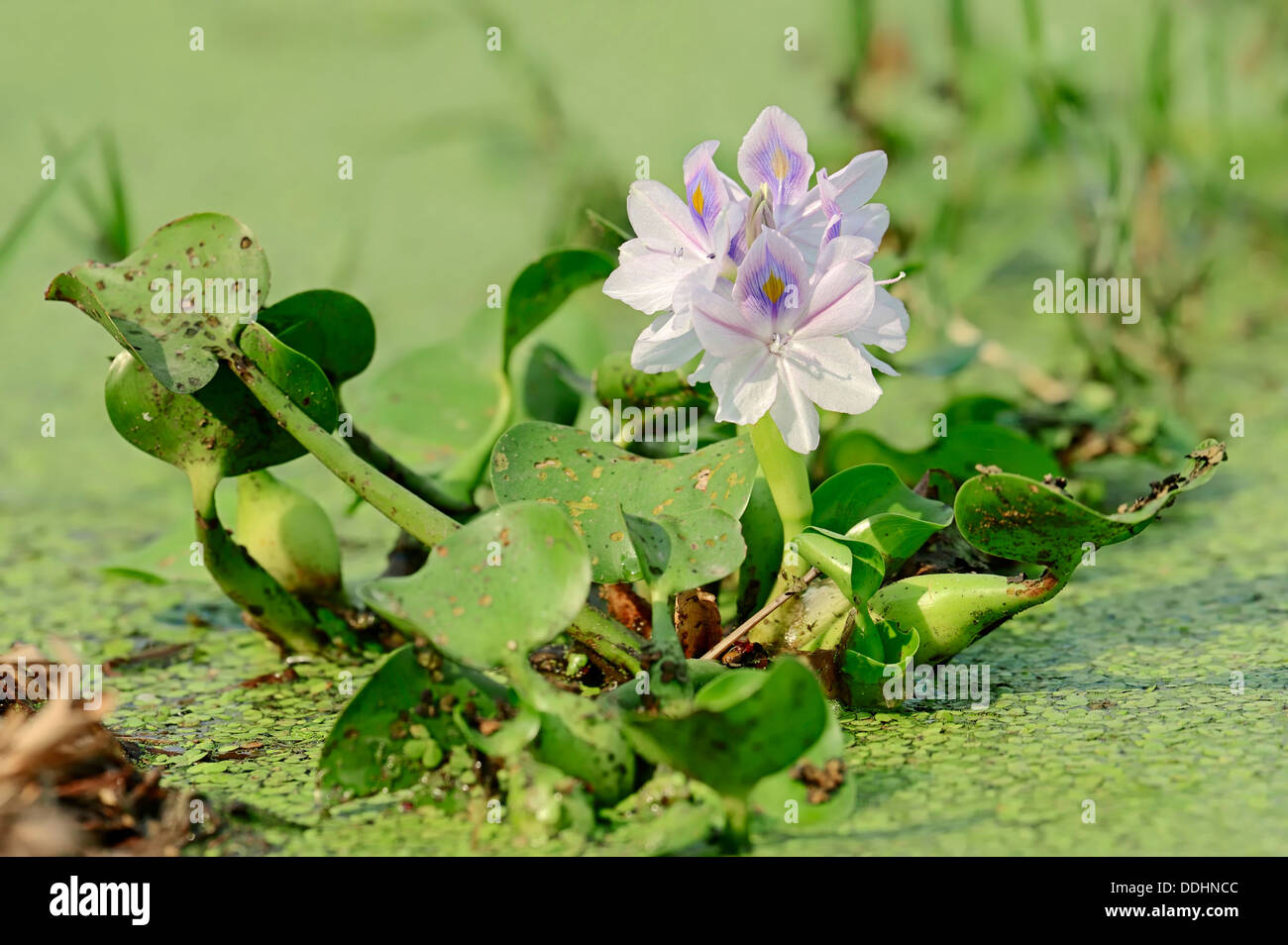 Common Water Hyacinth (Eichhornia crassipes), flowering Stock Photo Alamy