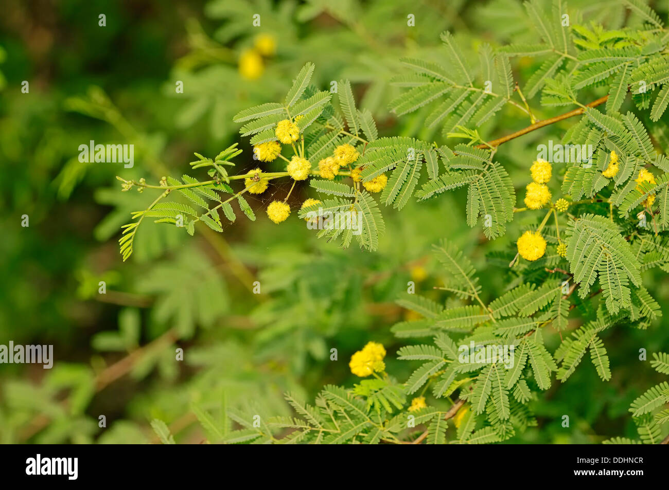 Gum Arabic Tree High Resolution Stock Photography and Images - Alamy