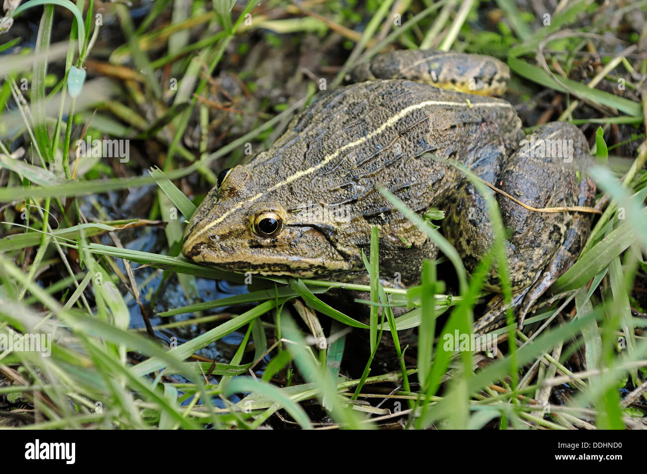 Ndus Valley Bullfrog or Indian Bullfrog (Hoplobatrachus tigerinus) Stock Photo