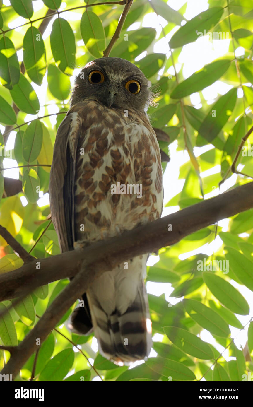 Brown Hawk-Owl (Ninox scutulata) Stock Photo