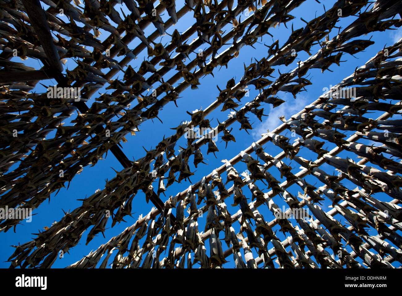 Stockfish, dried cod, hanging on wooden racks called flakes or hjell on the seashore, Å village