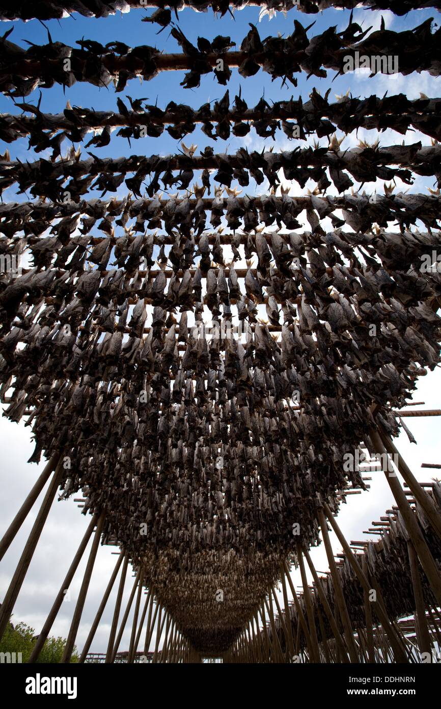 Stockfish, dried cod, hanging on wooden racks called flakes or hjell on the seashore, Moskenes
