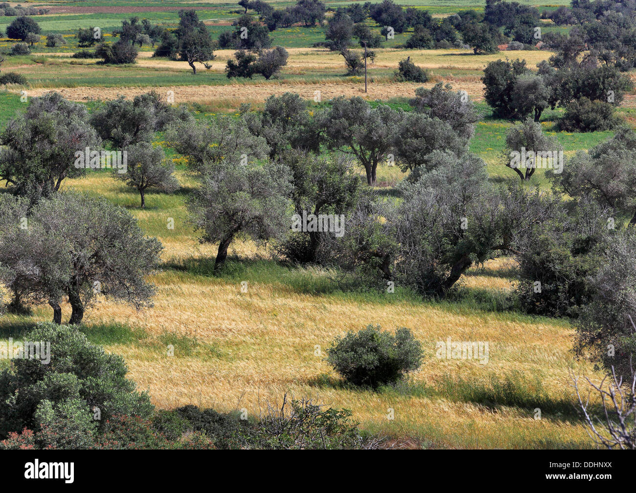 Scenic with oiltrees and carob trees near Korucam, Kormakitis, Northern