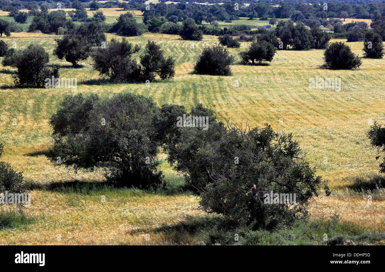 Scenic with oiltrees and carob trees near Korucam, Kormakitis, Northern