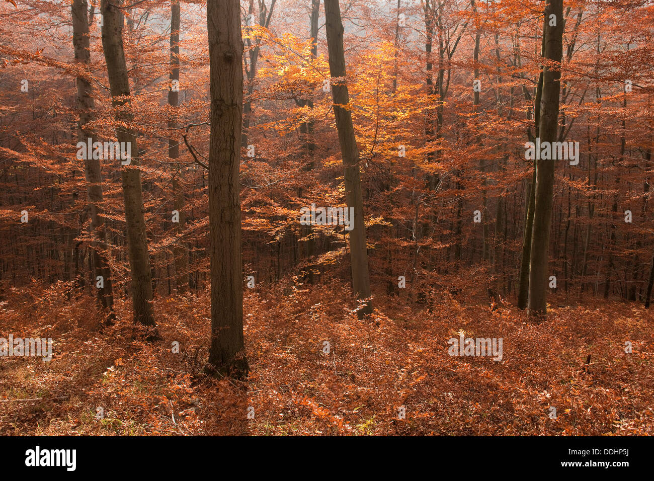 Autumnally coloured beech forest, European Beech or Common Beech (Fagus sylvatica) Stock Photo