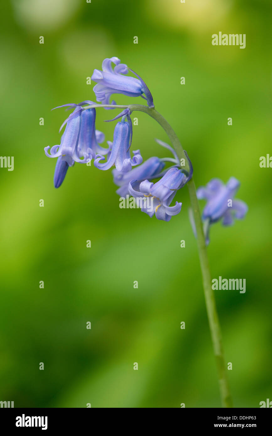 Spanish Bluebell (Hyacinthoides hispanica), flowering, native to Northwestern Africa, Western Spain and Portugal Stock Photo