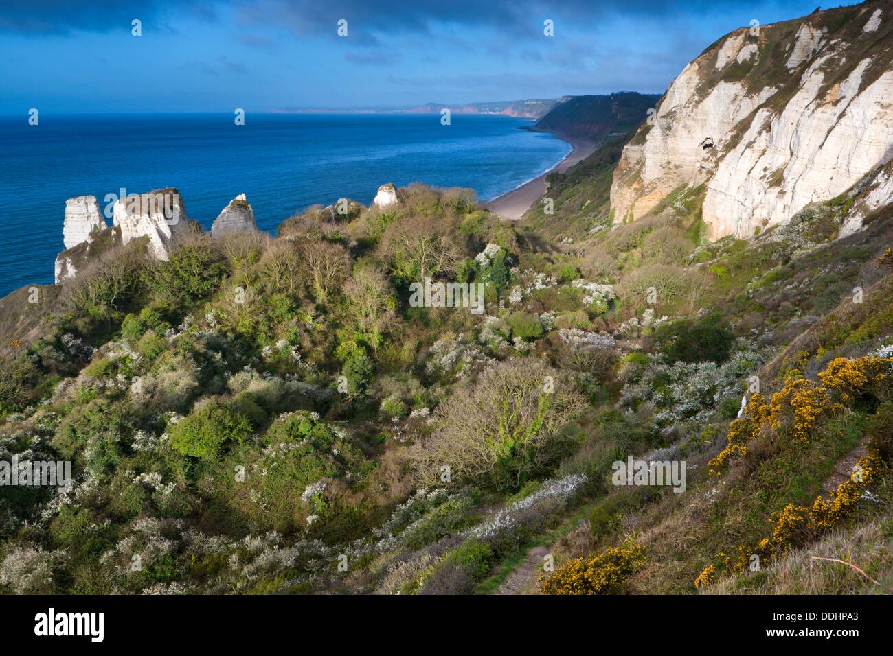 Hooken Cliff, Beer Head, from coastal path , Jurassic Coast World