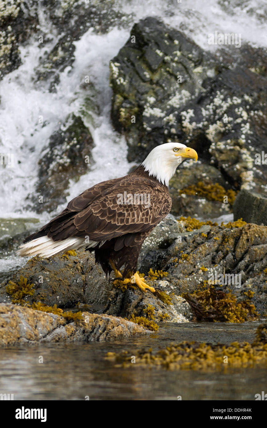 Bald Eagle (Haliaeetus leucocephalus Stock Photo - Alamy