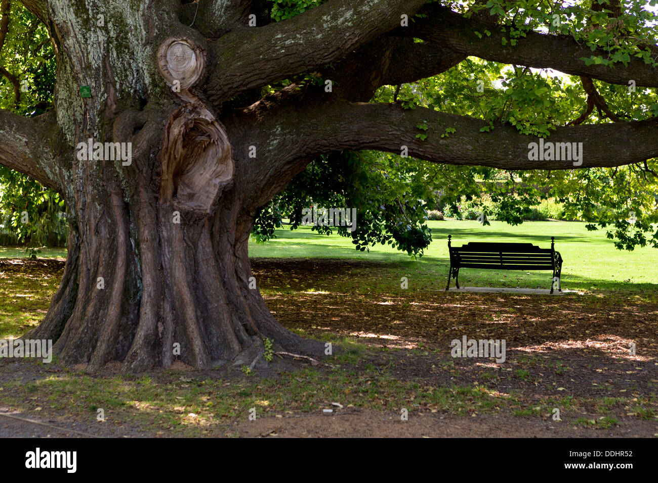 A park bench under a huge old elm (Ulmus glabra) in Hagley Park Stock Photo
