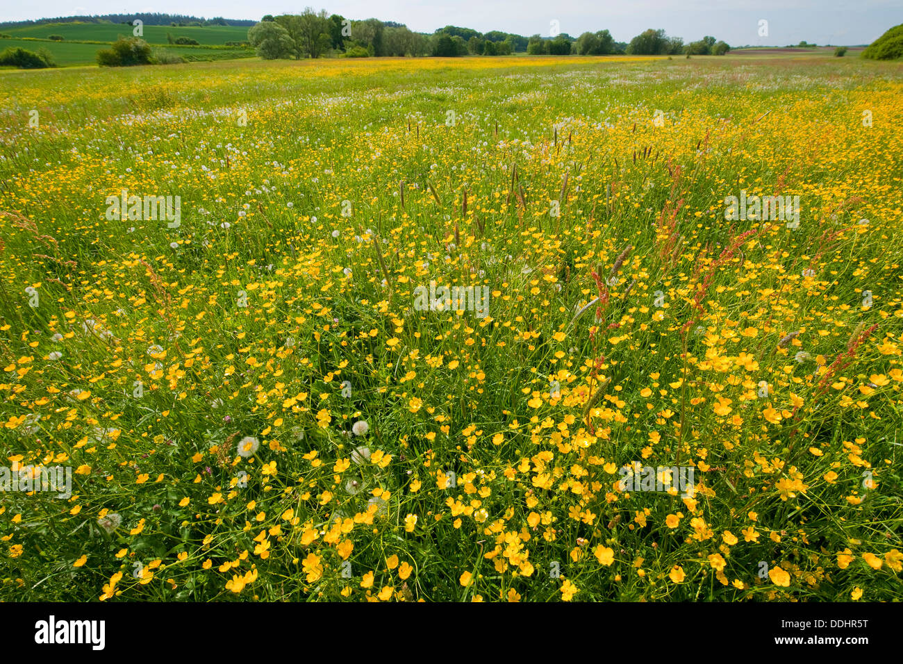 Meadow Buttercup (Ranunculus acris), many flowers on a meadow Stock Photo