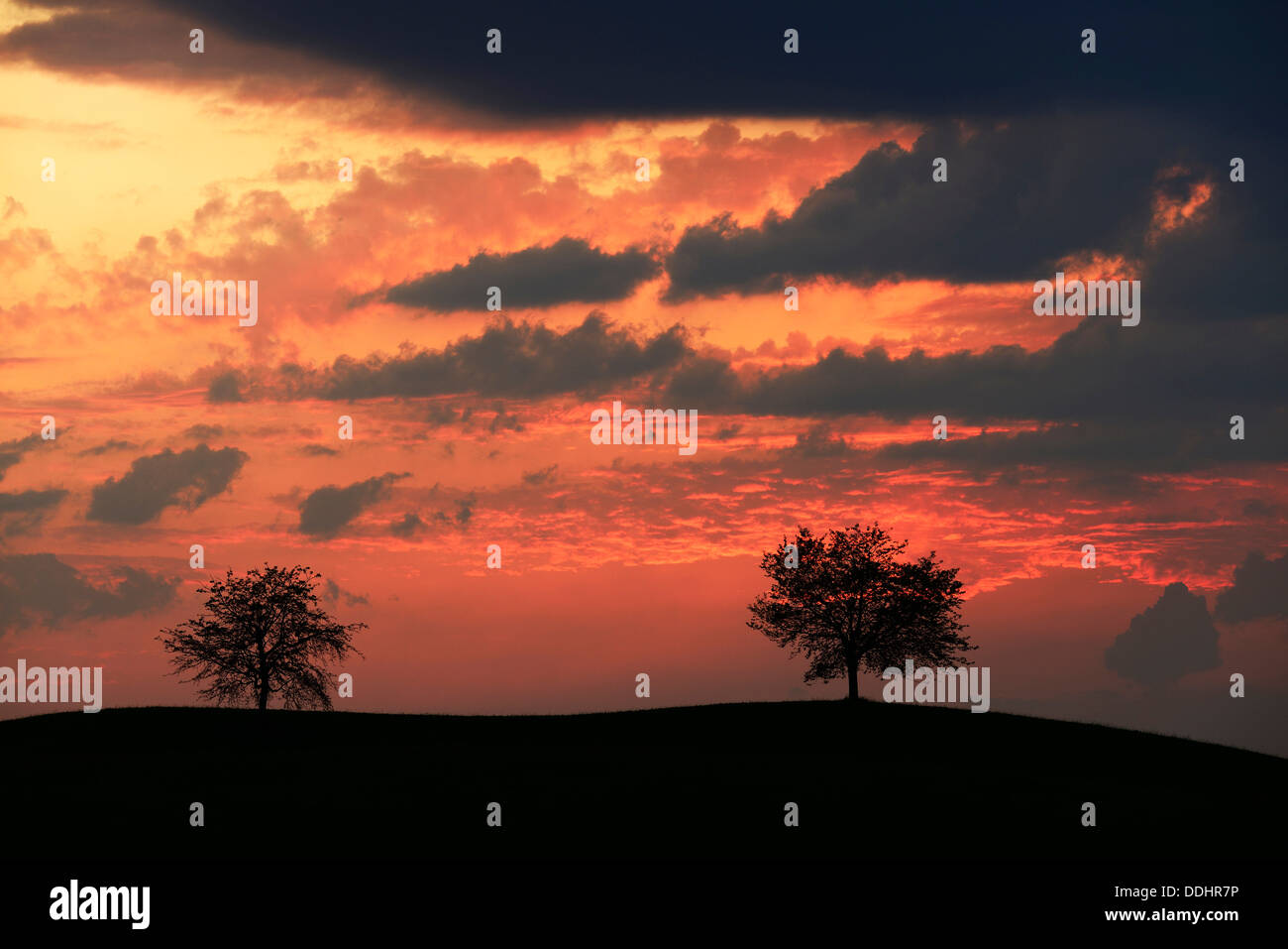 Trees silhouetted against a sky full of storm clouds Stock Photo - Alamy