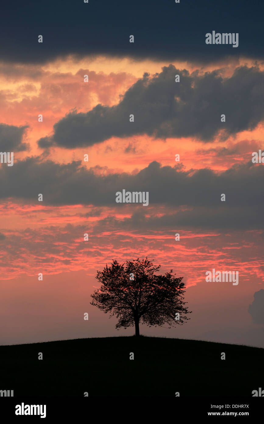 Tree silhouetted against a sky full of storm clouds Stock Photo - Alamy