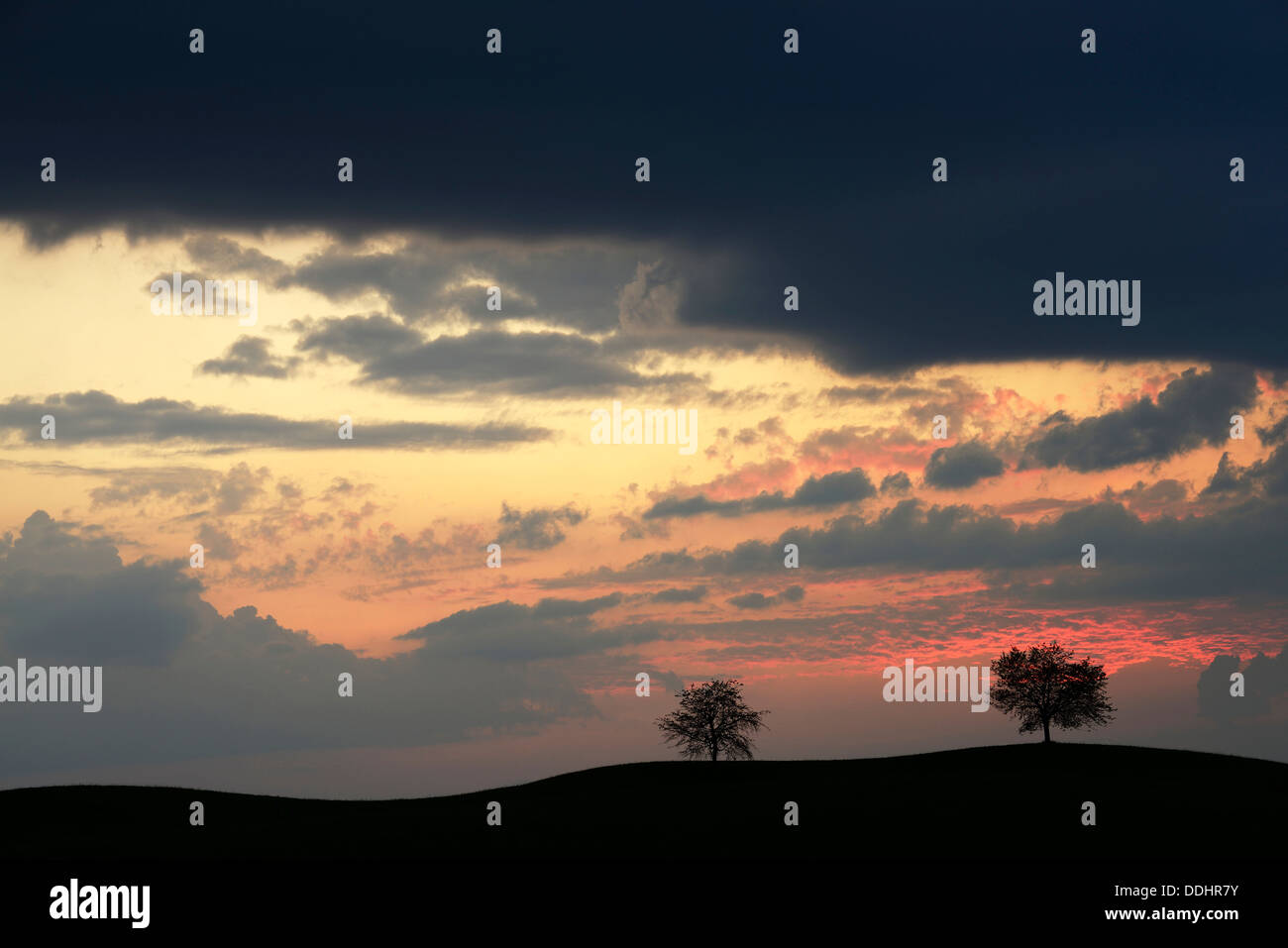 Silhouetted trees against storm hi-res stock photography and images - Alamy