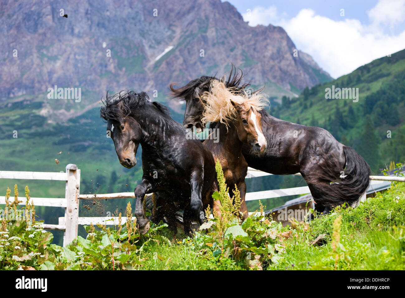 Noriker stallions during a ranking battle on an alpine pasture Stock Photo