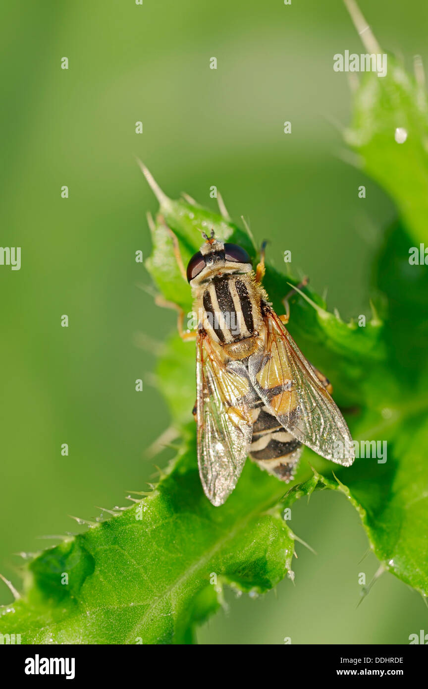 Common Hoverfly (Helophilus pendulus) Stock Photo