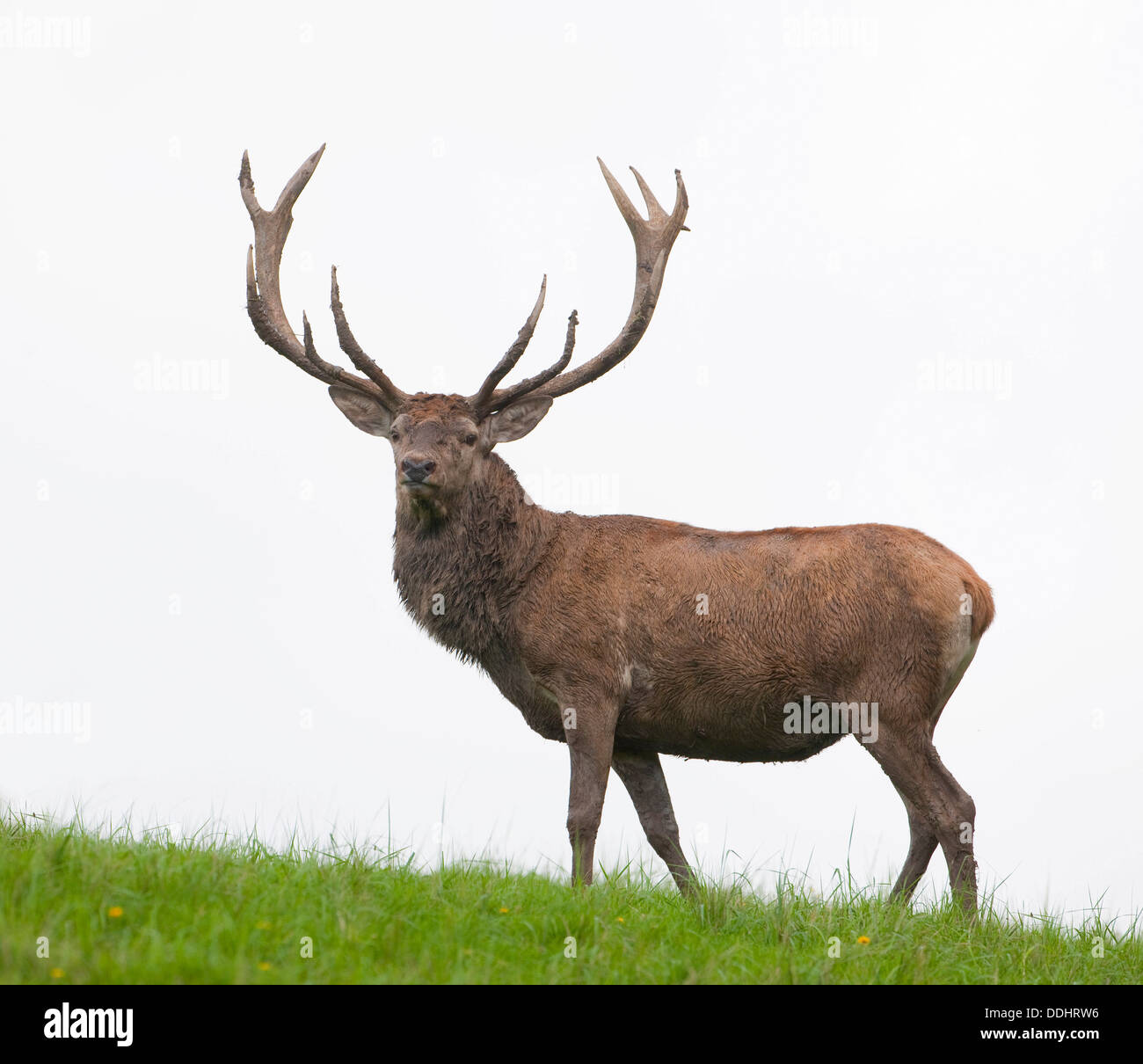 Stag (Cervus elaphus) standing on a meadow, captive Stock Photo