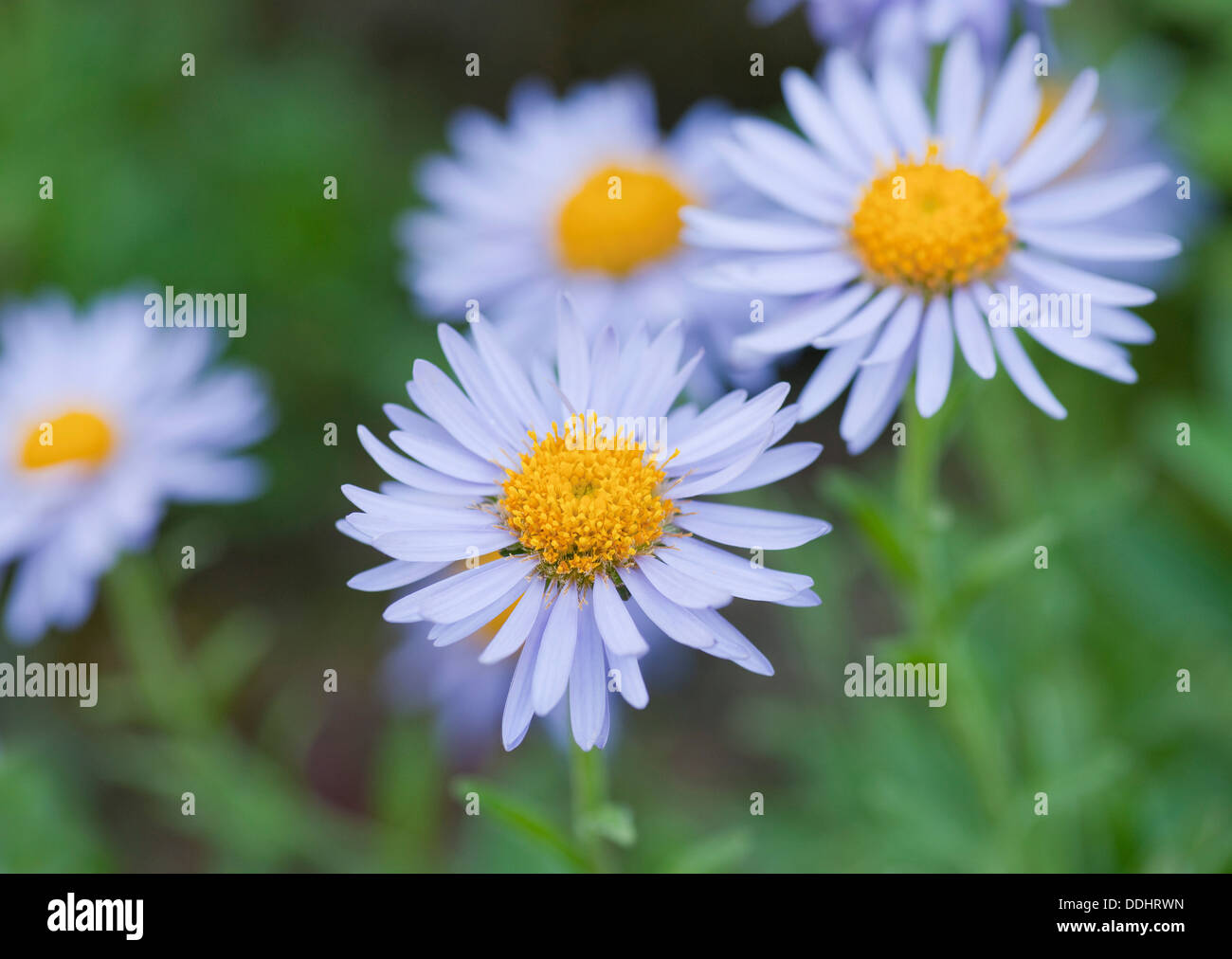 Himalayan Aster (Aster himalaicus), flowers Stock Photo