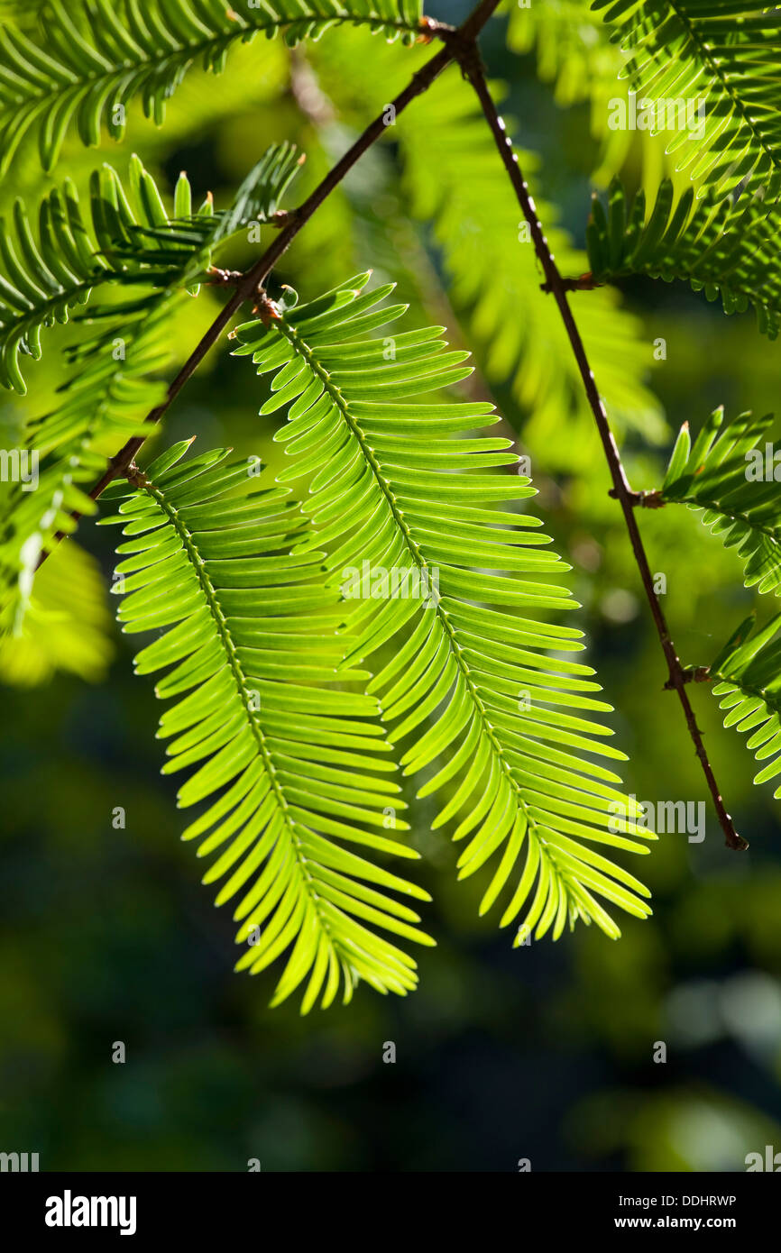 Dawn Redwood (Metasequoia glyptostroboides) Stock Photo