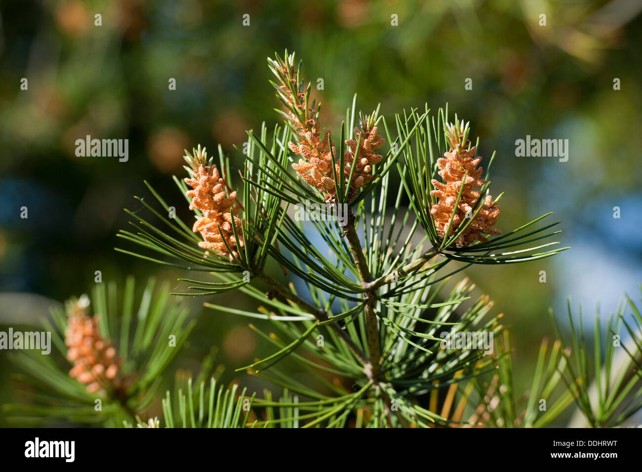 Bunge's Pine or Lacebark Pine (Pinus bungeana) Stock Photo