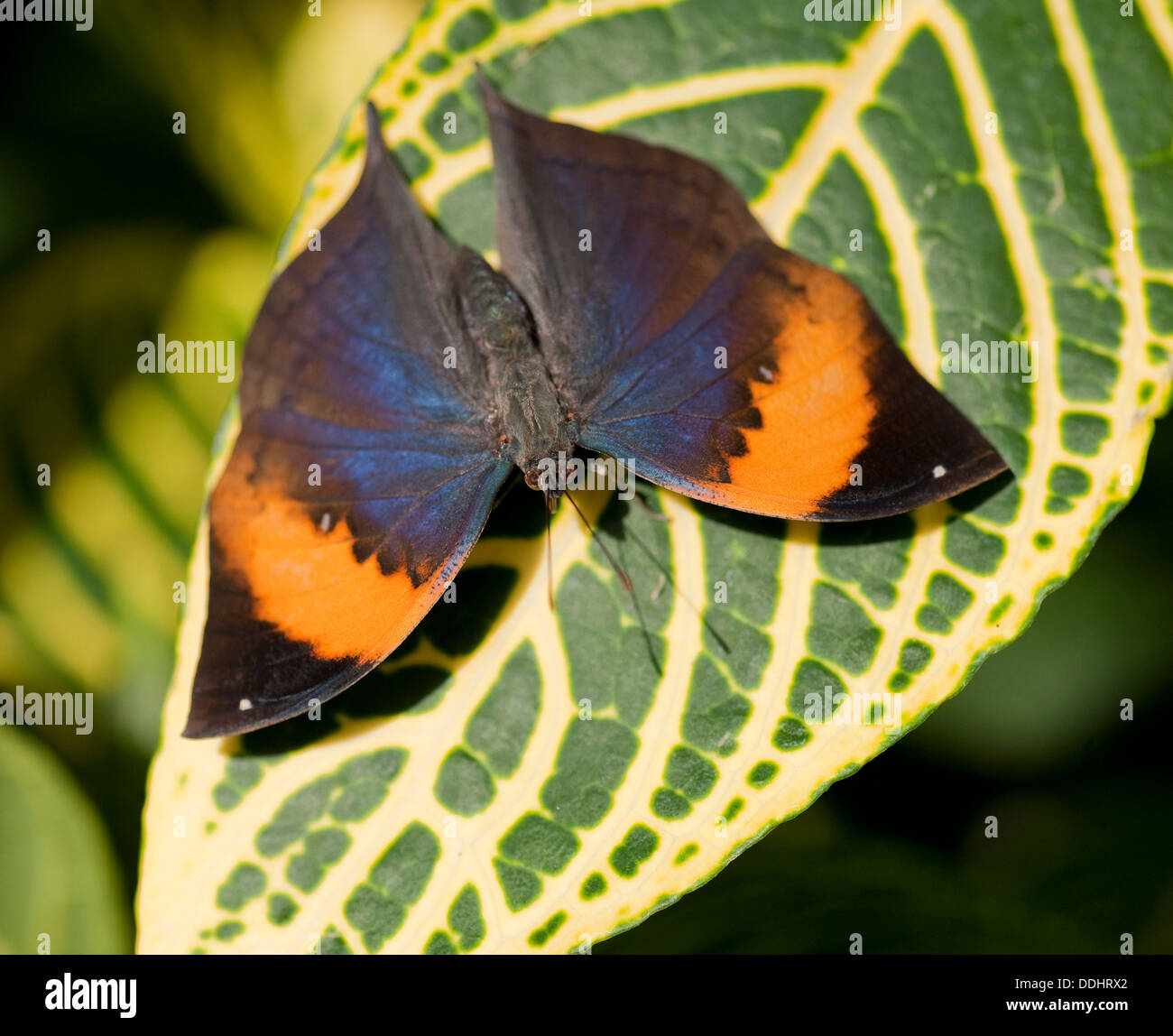 Indian Leafwing (Kallima paralekta), sitting on a leaf, captive, native to Java and Sumatra Stock Photo