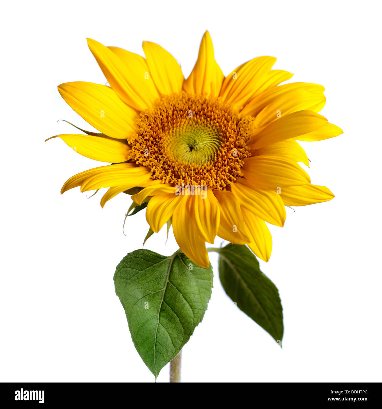 sunflower isolated on white Stock Photo - Alamy
