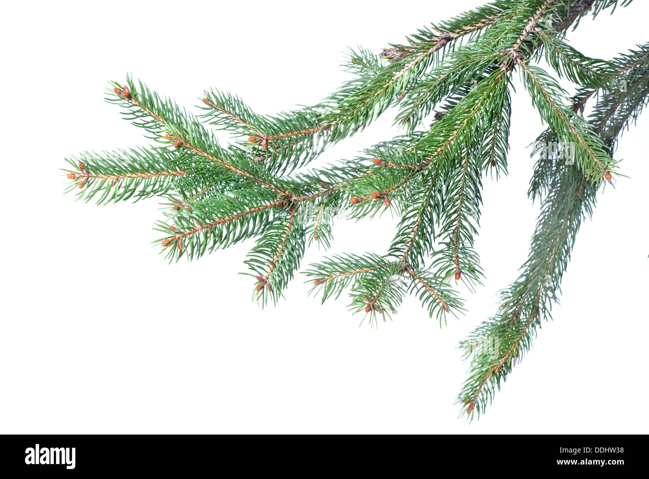 Branch of christmas fir tree isolated on white Stock Photo - Alamy