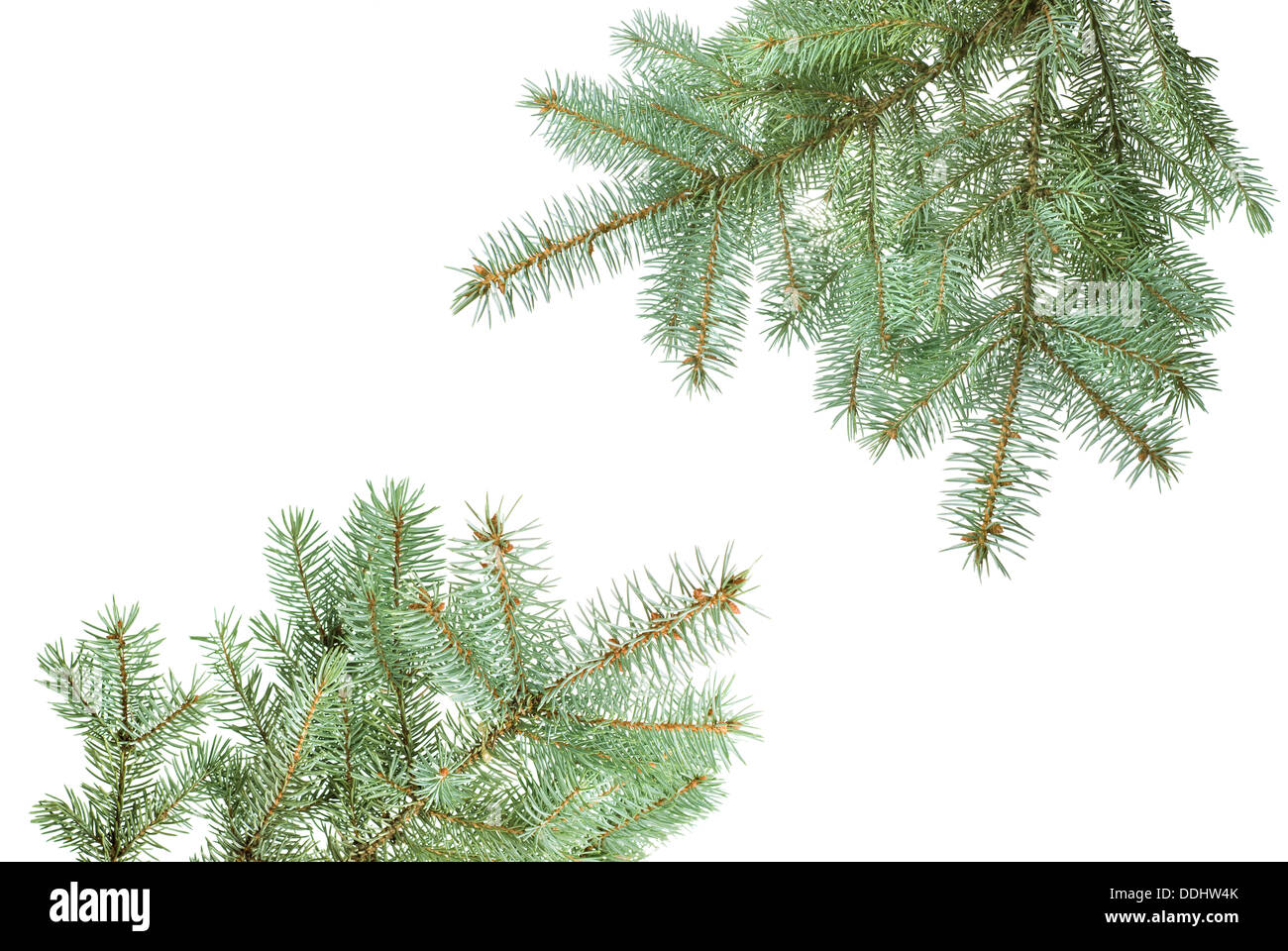Branch of christmas fir tree isolated on white Stock Photo - Alamy