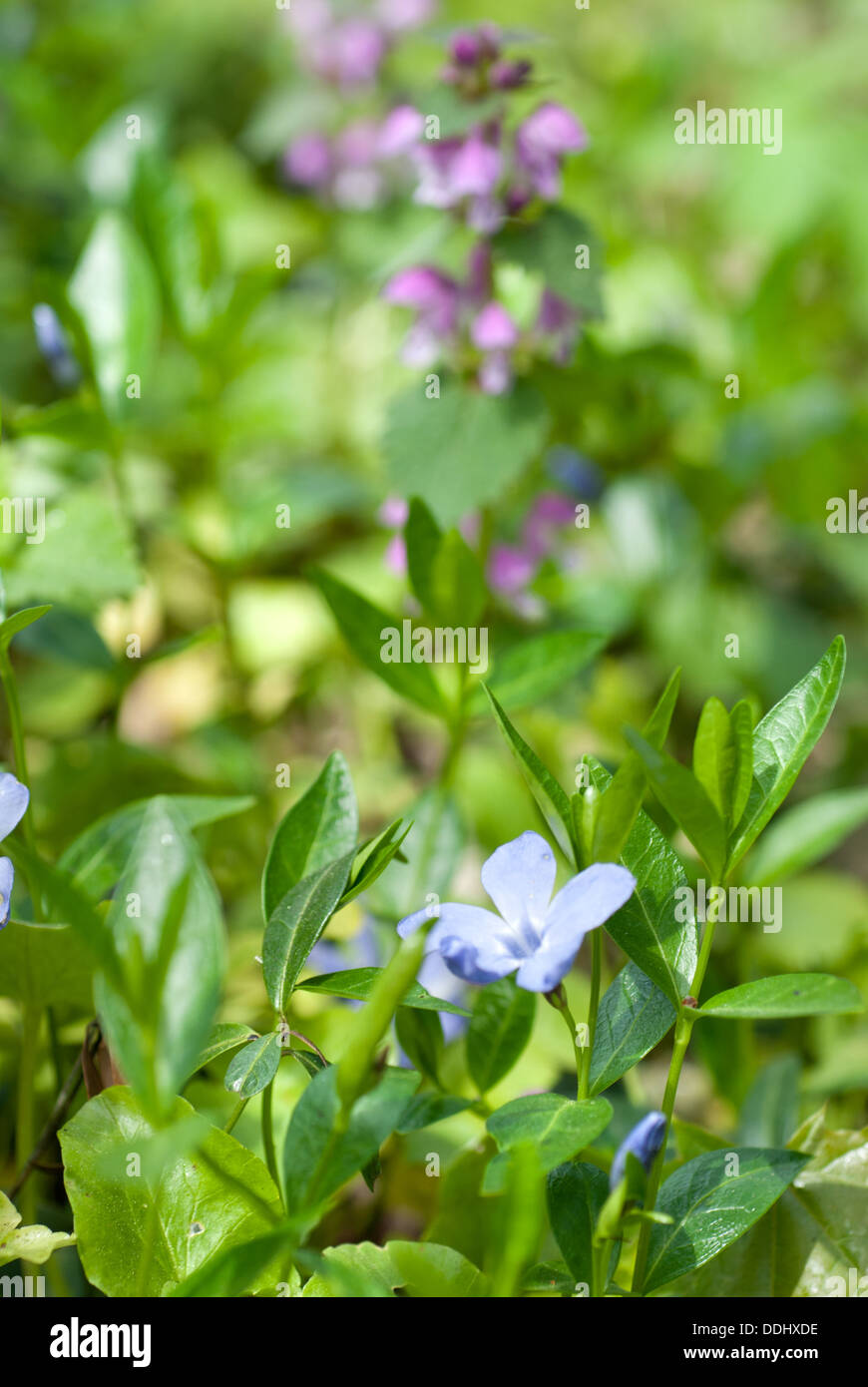 Bell flowers in the spring hi-res stock photography and images - Alamy