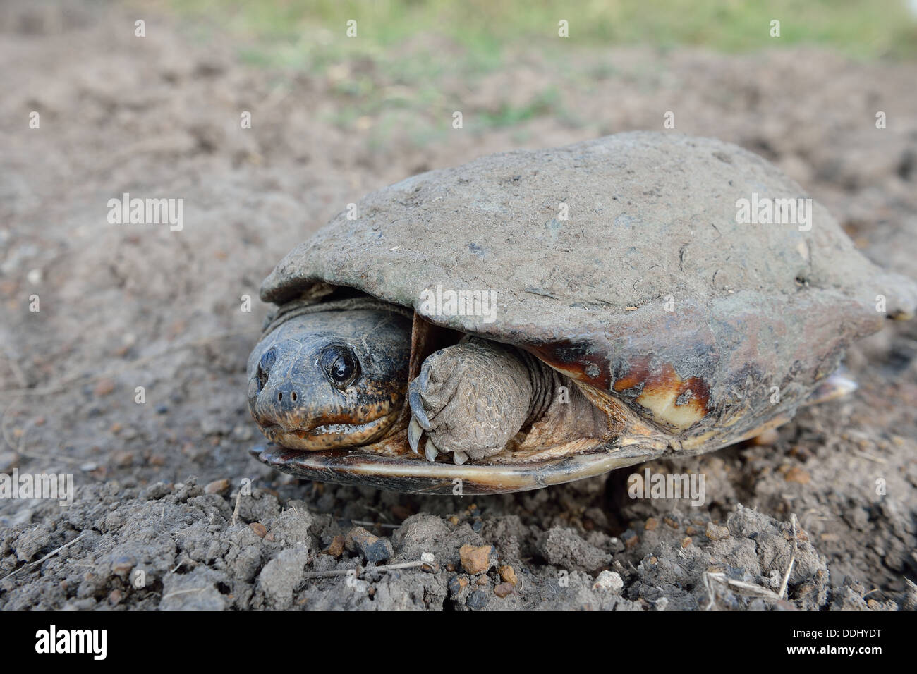 Common African Helmeted Turtle - Marsh Terrapin - Crocodile Turtle (Pelomedusa subrufa) on the way between two puddles Stock Photo