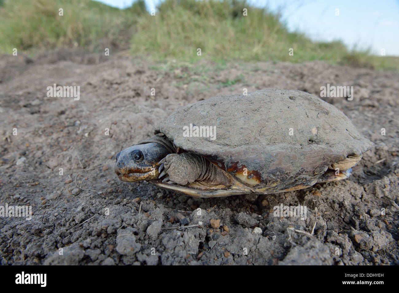 Common African Helmeted Turtle - Marsh Terrapin - Crocodile Turtle (Pelomedusa subrufa) on the way between two puddles Stock Photo