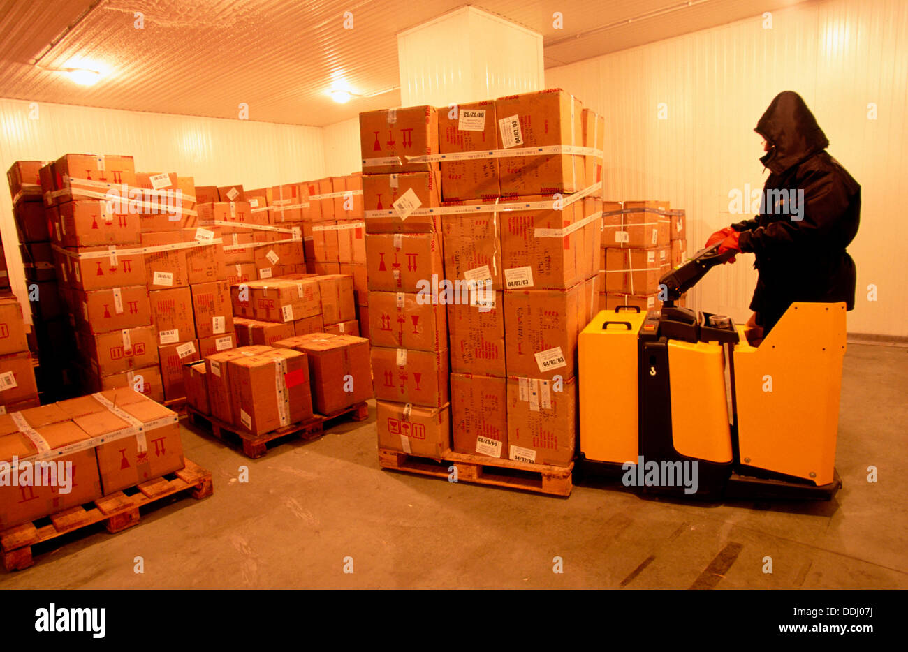 Worker storing Havana cigars in a cold storage room. Agoncillo. Logroño