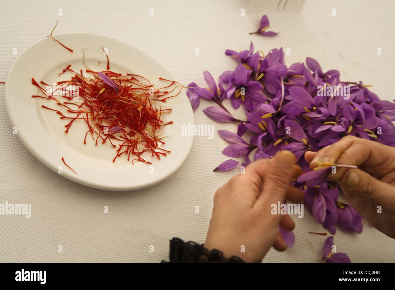 Saffron threads handpicking contest, Saffron Rose Festival held each