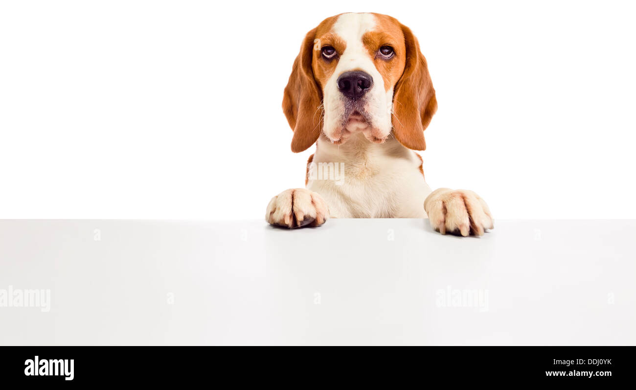 cute beagle isolated on a white background Stock Photo - Alamy