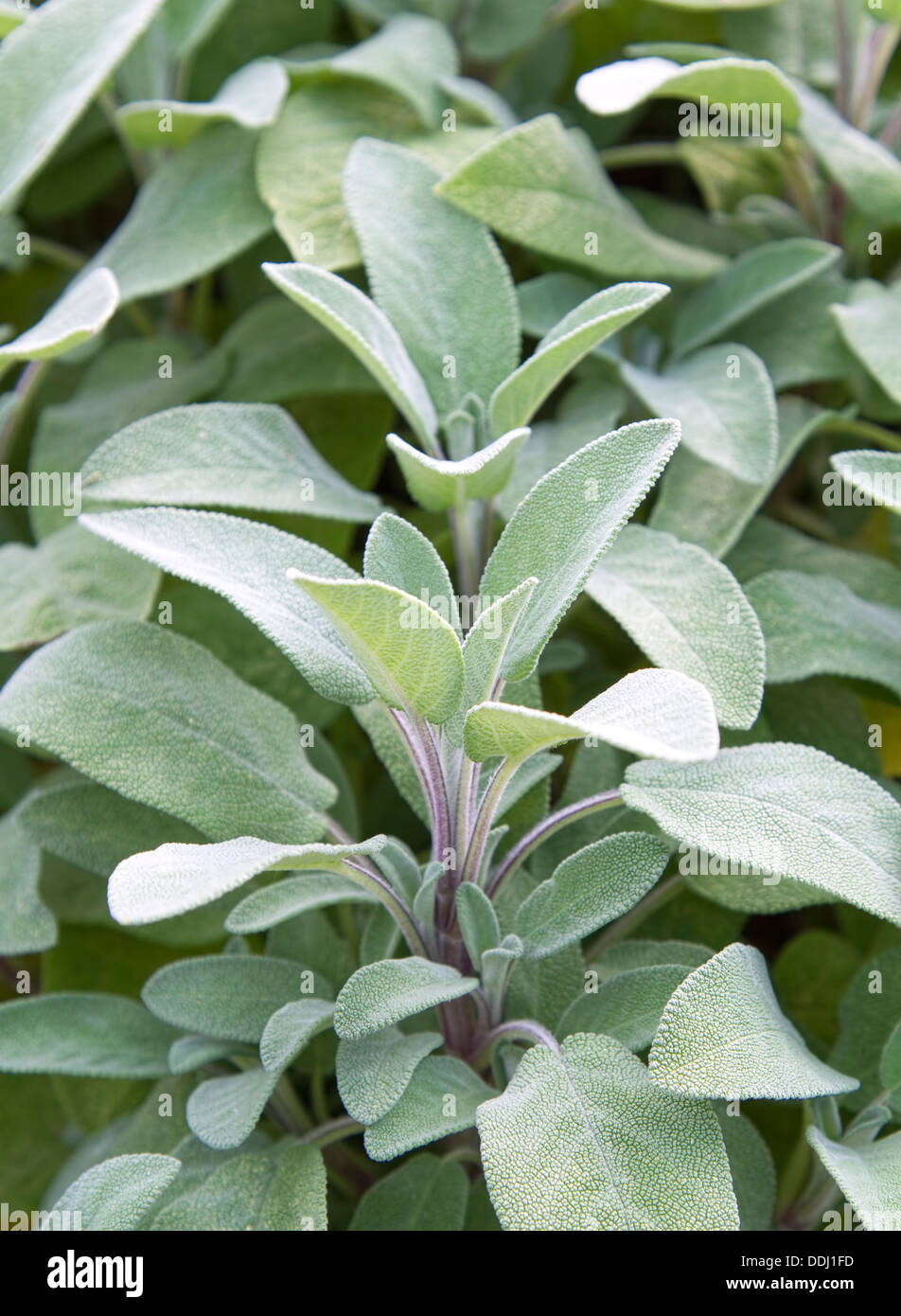 Kitchen Garden Plant Hi res Stock Photography And Images Alamy kitchen-garden-plant-hi-res-stock-photography-and-images-alamy