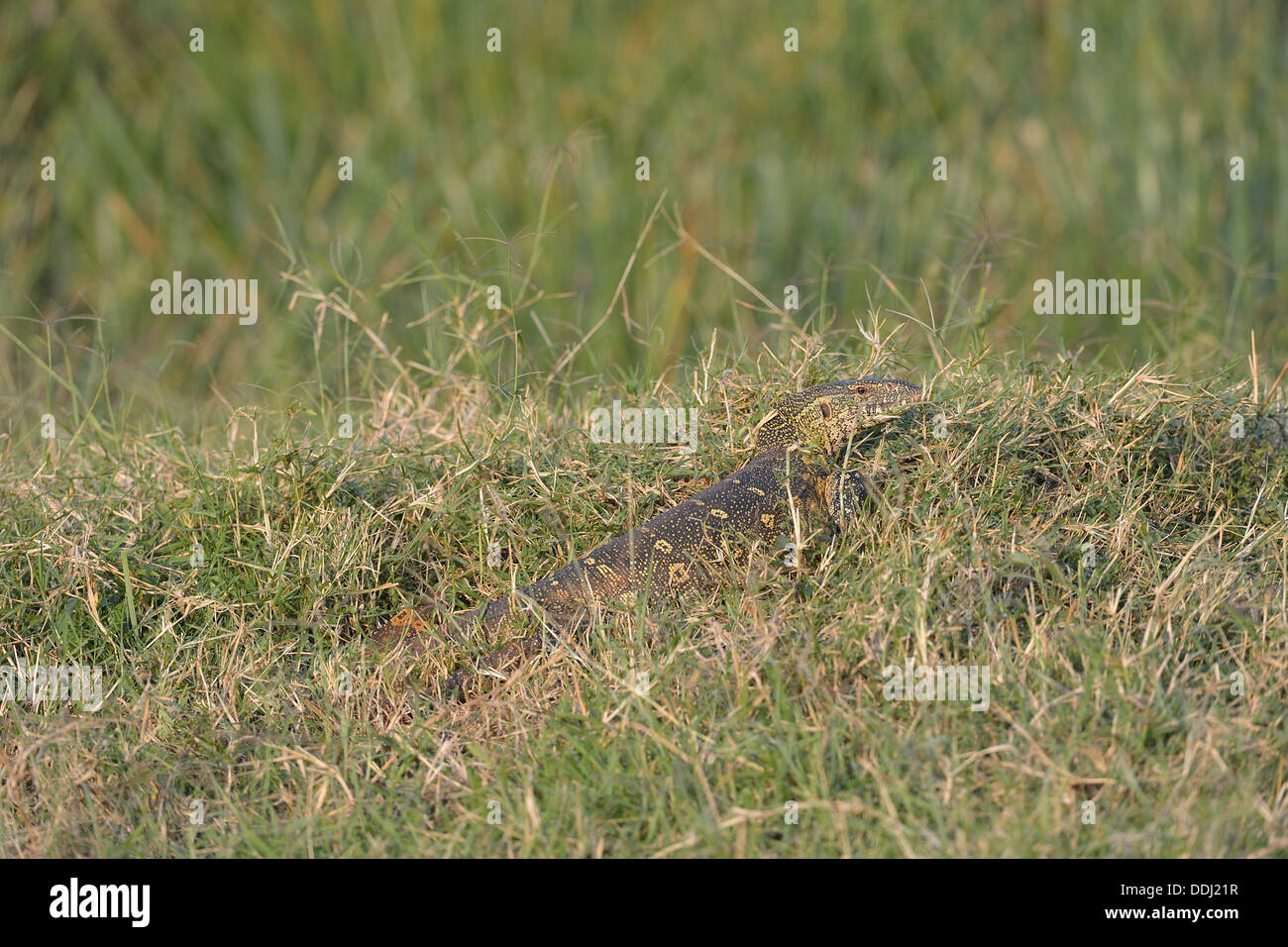 Nile monitor - Water Leguaan (Varanus niloticus - Lacerta monitor - Lacerta nilotica) in the grass Masai Mara Stock Photo