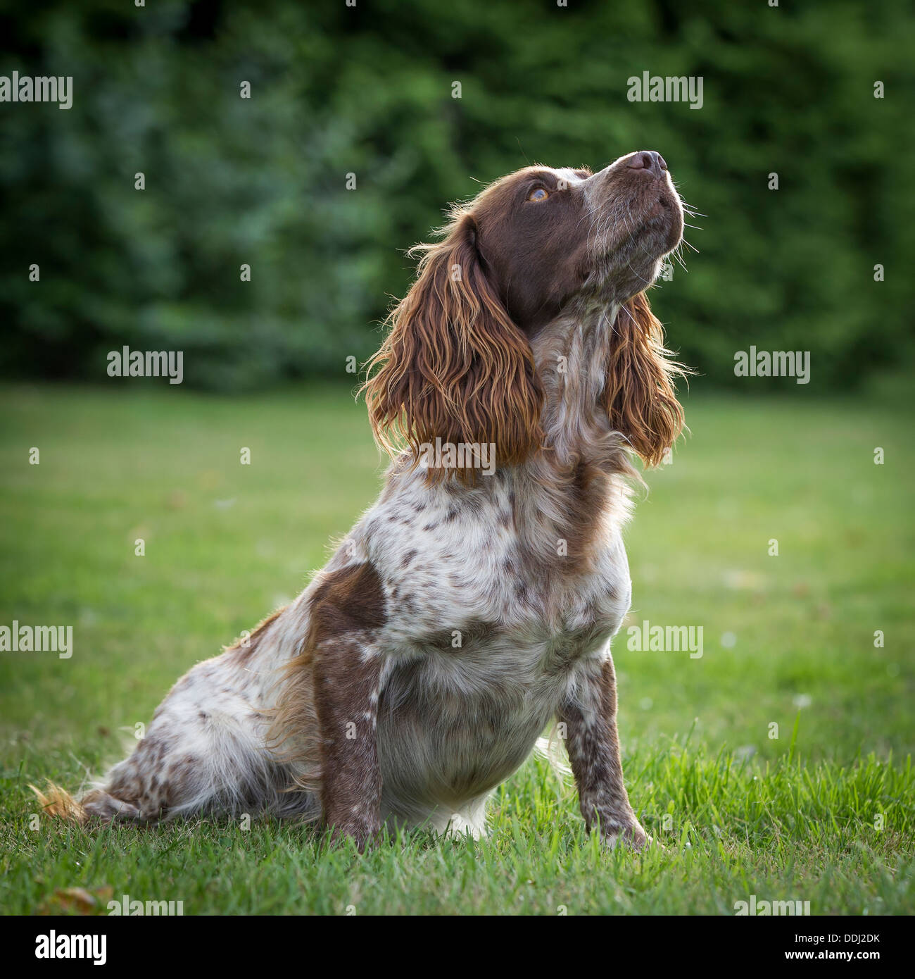 Dog portrait of a Cocker Spaniel  working gun dog, sat in the garden. Stock Photo
