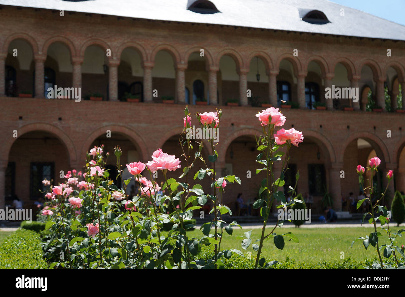 The garden of the Mogosaia Palace in Romania with pink roses Stock ...