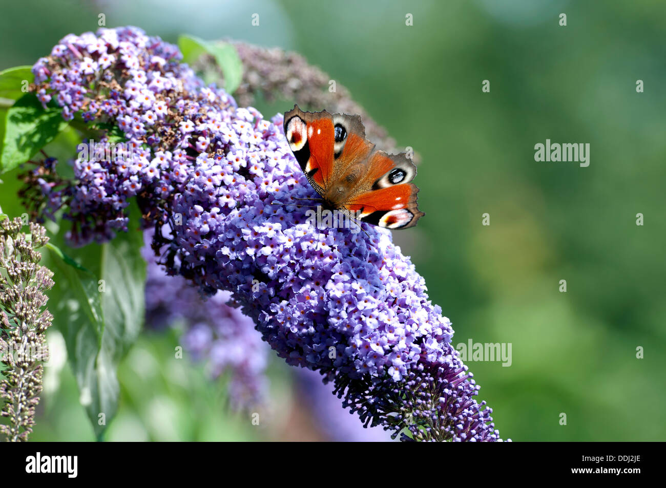 Peacock butterfly (Inachis io) on Buddleia bush Stock Photo - Alamy